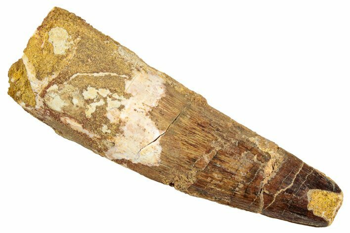 Fossil Spinosaurus Tooth - Real Dinosaur Tooth #274088